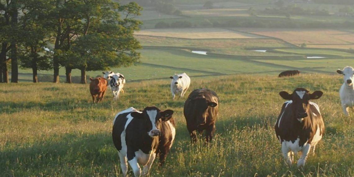 6 Pressing Questions About Beef and Climate Change, Answered