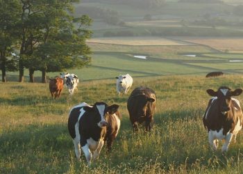 6 Pressing Questions About Beef and Climate Change, Answered
