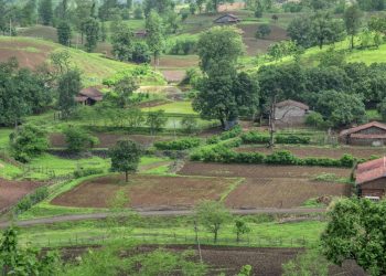 How To Responsibly Grow Millions of Trees Outside of Forests in India