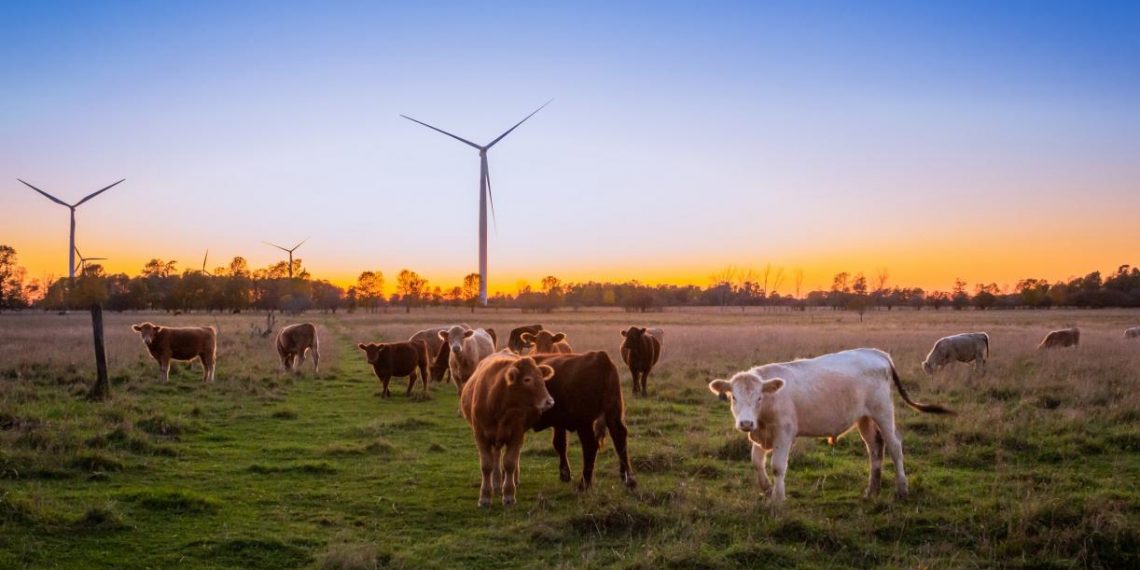 How to Make Beef Production More Sustainable