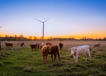 How to Make Beef Production More Sustainable
