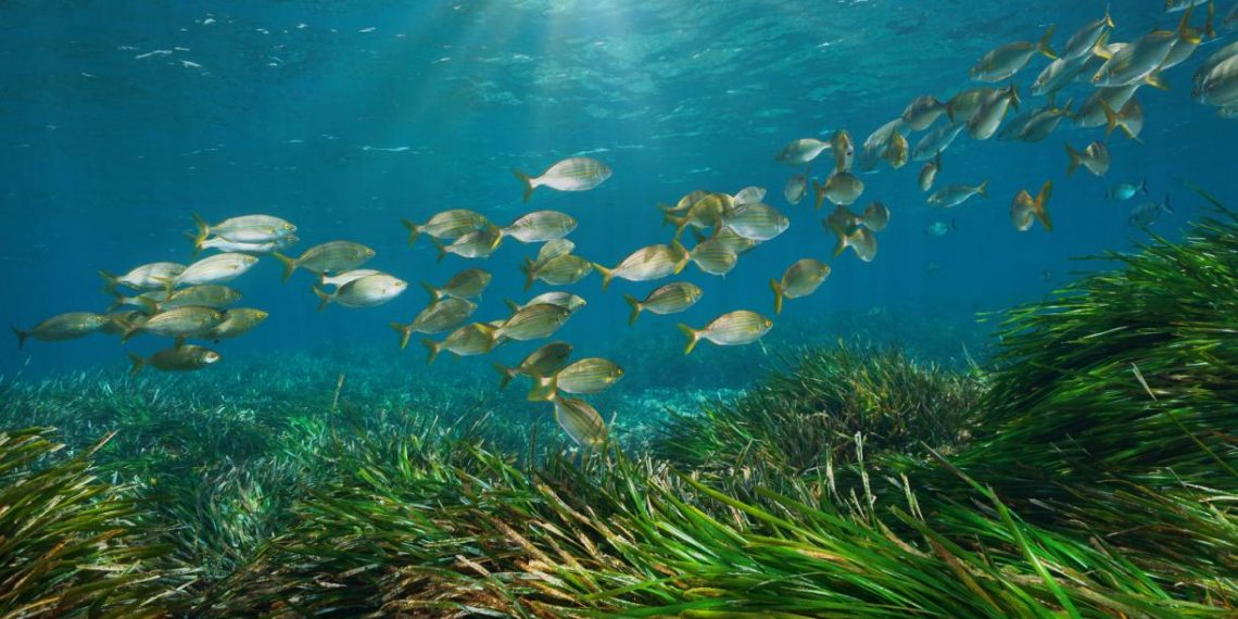 The Complete Guide to Understanding Seagrass