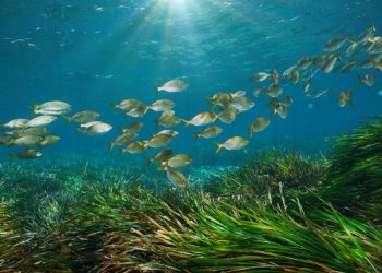 The Complete Guide to Understanding Seagrass