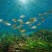 The Complete Guide to Understanding Seagrass