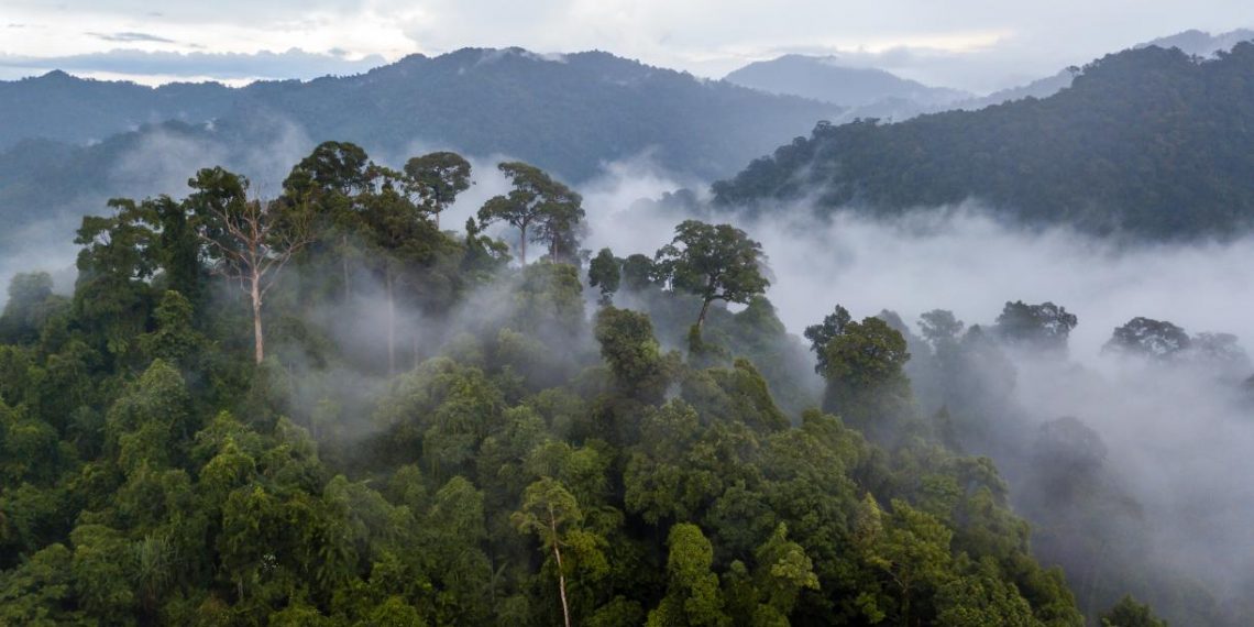 Preserving Forest Integrity is as Crucial as Stopping Deforestation