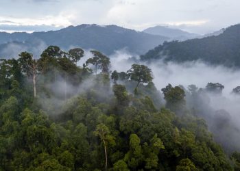 Preserving Forest Integrity is as Crucial as Stopping Deforestation