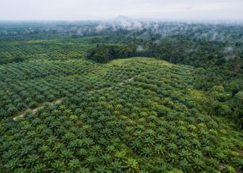 How a New EU Regulation Can Reduce Deforestation Globally