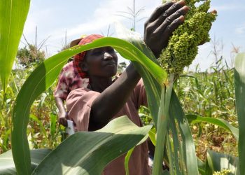 Experts Share 3 Lessons on Turning Adaptation Science into Action