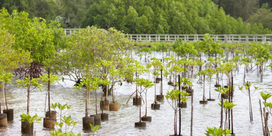 How to Scale Up Nature-based Solutions for Adaptation