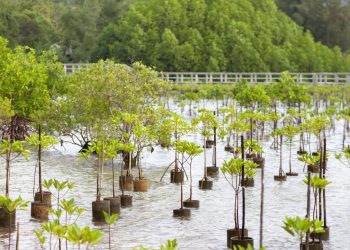 How to Scale Up Nature-based Solutions for Adaptation