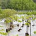 How to Scale Up Nature-based Solutions for Adaptation