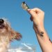 Zero waste: The Portuguese business turning leftover fish into dog treats |