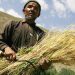 Afghanistan: World Bank provides $150 million lifeline to stem rural hunger  |
