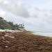 First Person: The Barbadian entrepreneur turning sargassum into money |