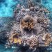 Exploring the largest ocean reef restoration project in the Americas: ‘One Million Corals for Colombia’ | Un millón de corales por Colombia: El proyecto de restauración oceánica más grande de las Américas