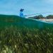 Sustainable blue economy vital for small countries and coastal populations |