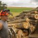 Tracking Timber Helps Prevent Illegal Logging and Illegal Deforestation. Here’s How.