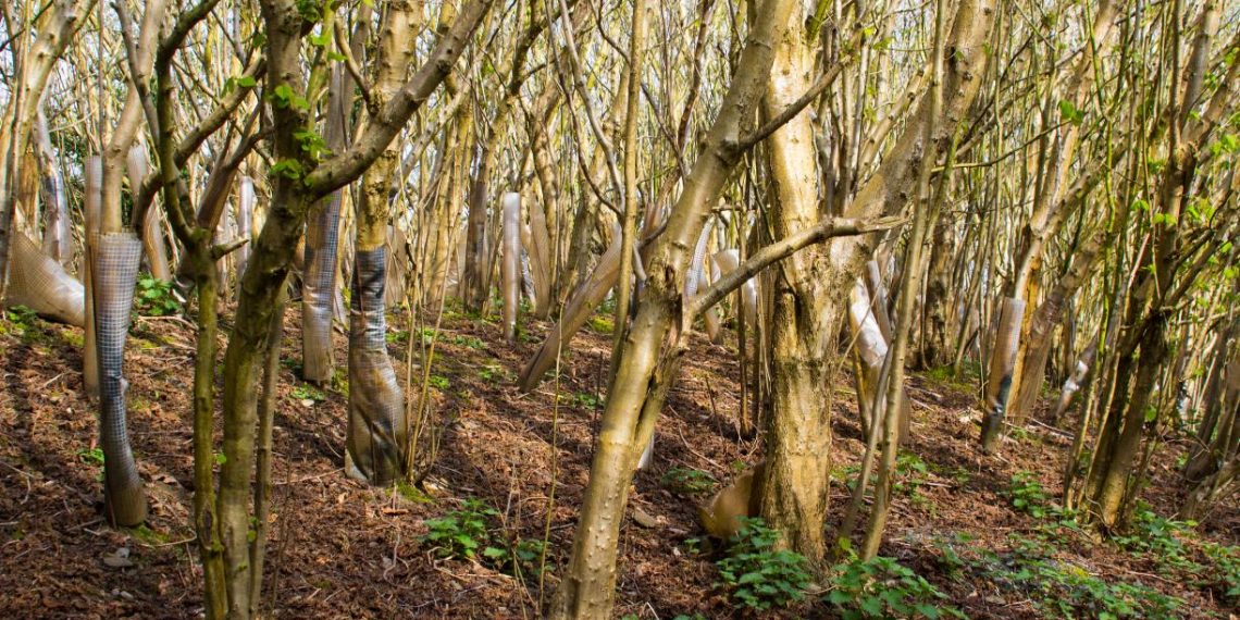 Where New Forests Are Growing