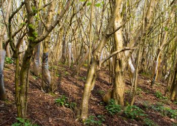 Where New Forests Are Growing