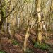 Where New Forests Are Growing