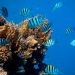 UN Ocean Conference ends with call for greater ambition and global commitment to address dire state of the Ocean |
