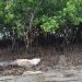 With mangrove conservation, Kenya’s coastal communities plant seeds of sustainable ‘blue growth’ |