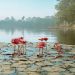 From The Field: ‘Bioprospecting’; Cambodia’s sustainable gold rush |