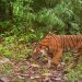From The Field: Protecting the last Malayan tigers |