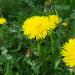 Tips to Identify Common Lawn Weeds