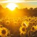 Heat, drought and wildfires during one of the warmest Julys on record– WMO |