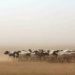 WMO: Greater Horn of Africa drought forecast to continue for fifth year  |