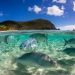 Conference opens to draft first-ever treaty on ocean’s biological diversity |