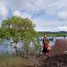 From The Field: Restoring Myanmar’s Mangroves |