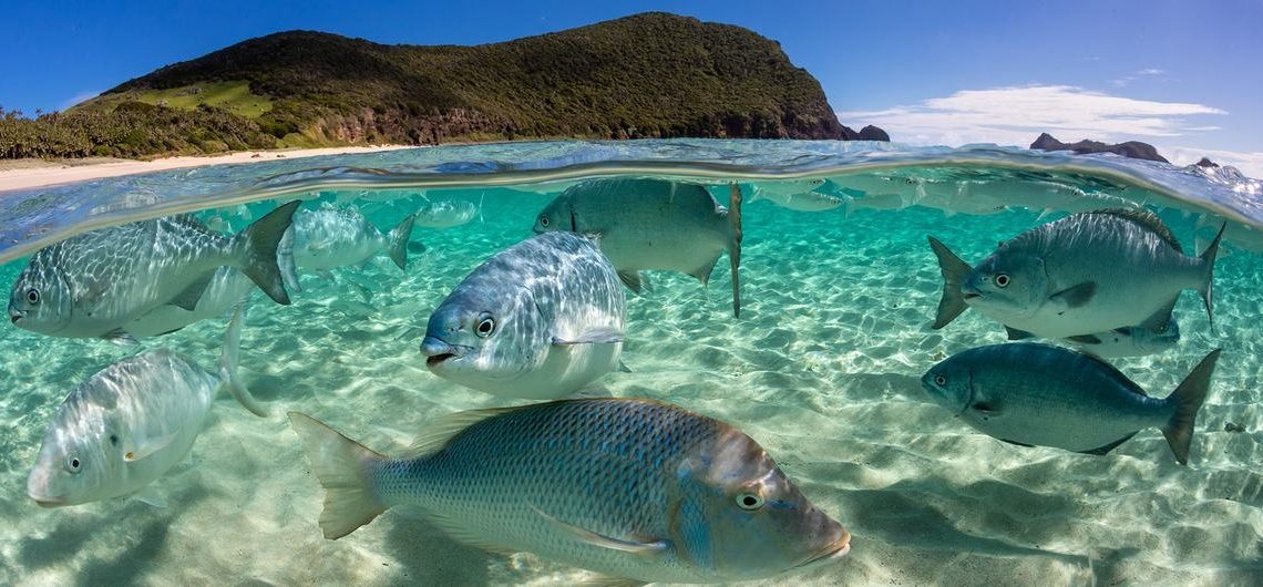 Conference aims to conclude first-ever treaty on ocean’s biodiversity