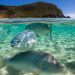 Conference aims to conclude first-ever treaty on ocean’s biodiversity