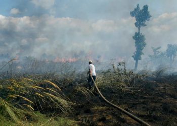 Tracking Forest Fires Trends | World Resources Institute