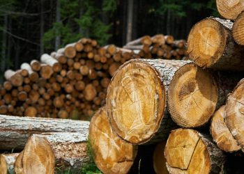 8 Ways Cities Can Access Sustainable Wood | World Resources Institute Sustainable Wood Harvesting for Urban Development