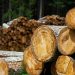 8 Ways Cities Can Access Sustainable Wood | World Resources Institute Sustainable Wood Harvesting for Urban Development