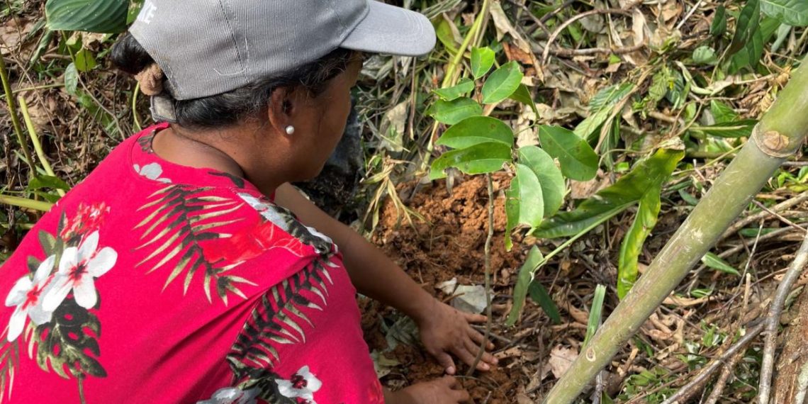 Shifting Focus to Tree Growth