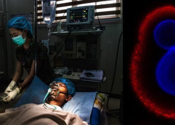 19 life-threatening fungi listed in bid to tackle antifungal resistance |