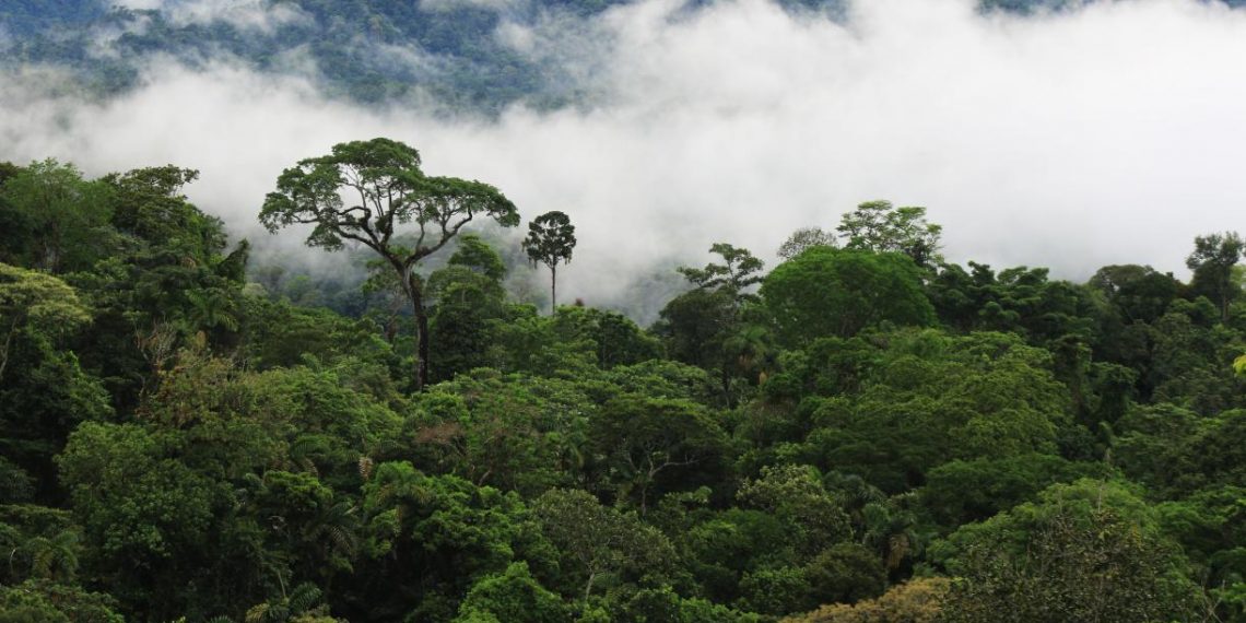 Understanding Forests’ Full Climate Benefits