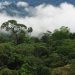 Understanding Forests’ Full Climate Benefits