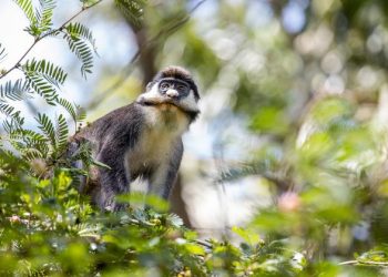 COP27: Protecting biodiversity is protecting the Paris Agreement |