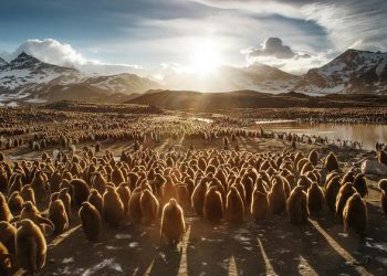 UNEP honours five protectors of Mother Earth