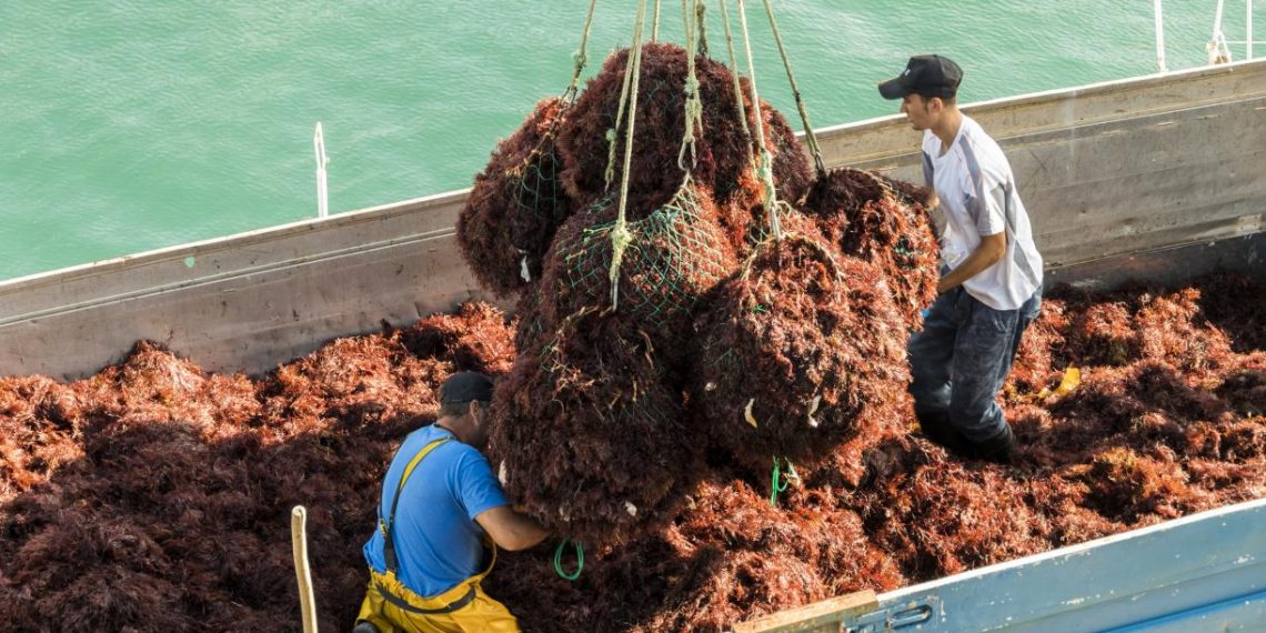 Carbon Removal from the Ocean, Explained