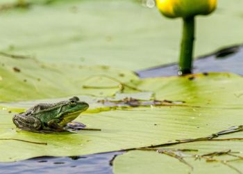 UN honours pioneering initiatives to restore ecosystems worldwide