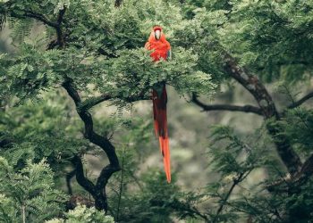 UN conference concludes with ‘historic’ deal to protect a third of the world’s biodiversity