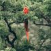 UN conference concludes with ‘historic’ deal to protect a third of the world’s biodiversity