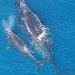 4 Sustainable Destinations to See Whales
