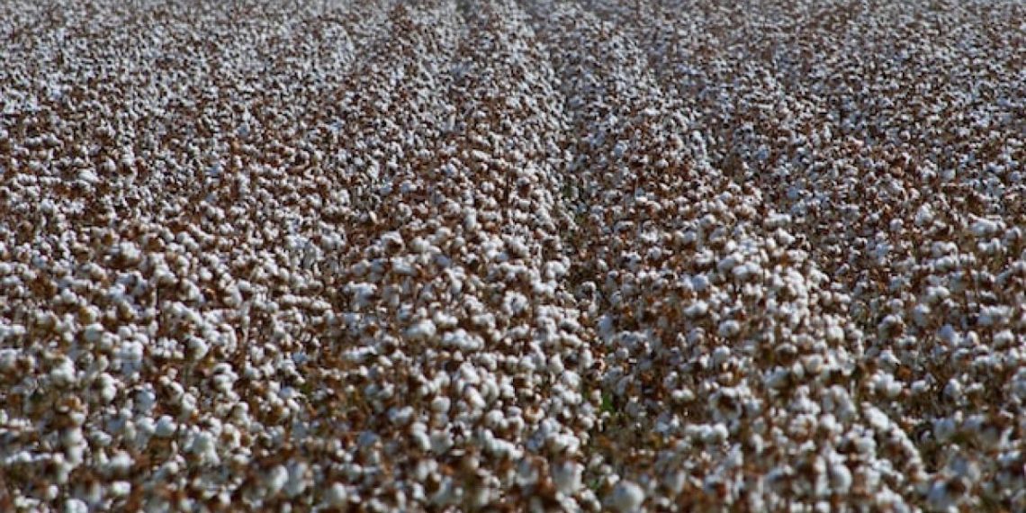 Including SME Voices in Global Supply Chains